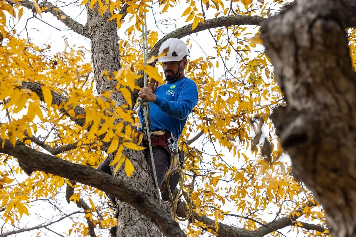 Skilled Storm Damage Cleanup crew working in Sharon
